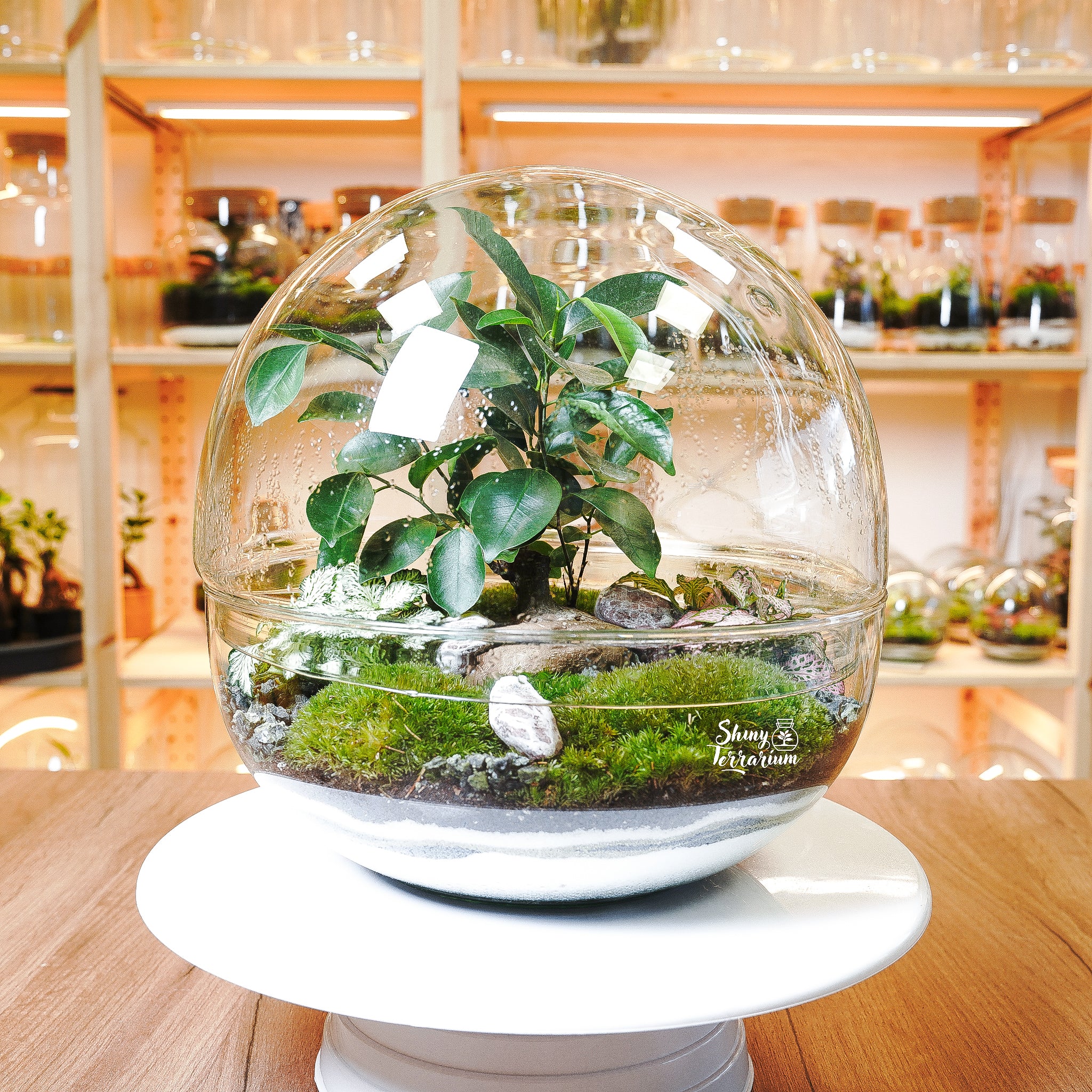 Терариум - Голяма Стъклена Сфера - Shiny Craftshop