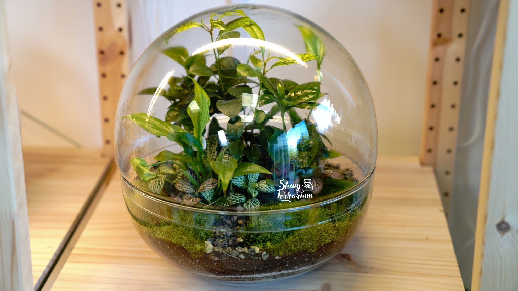 Терариум - Голяма Стъклена Сфера - Shiny Craftshop