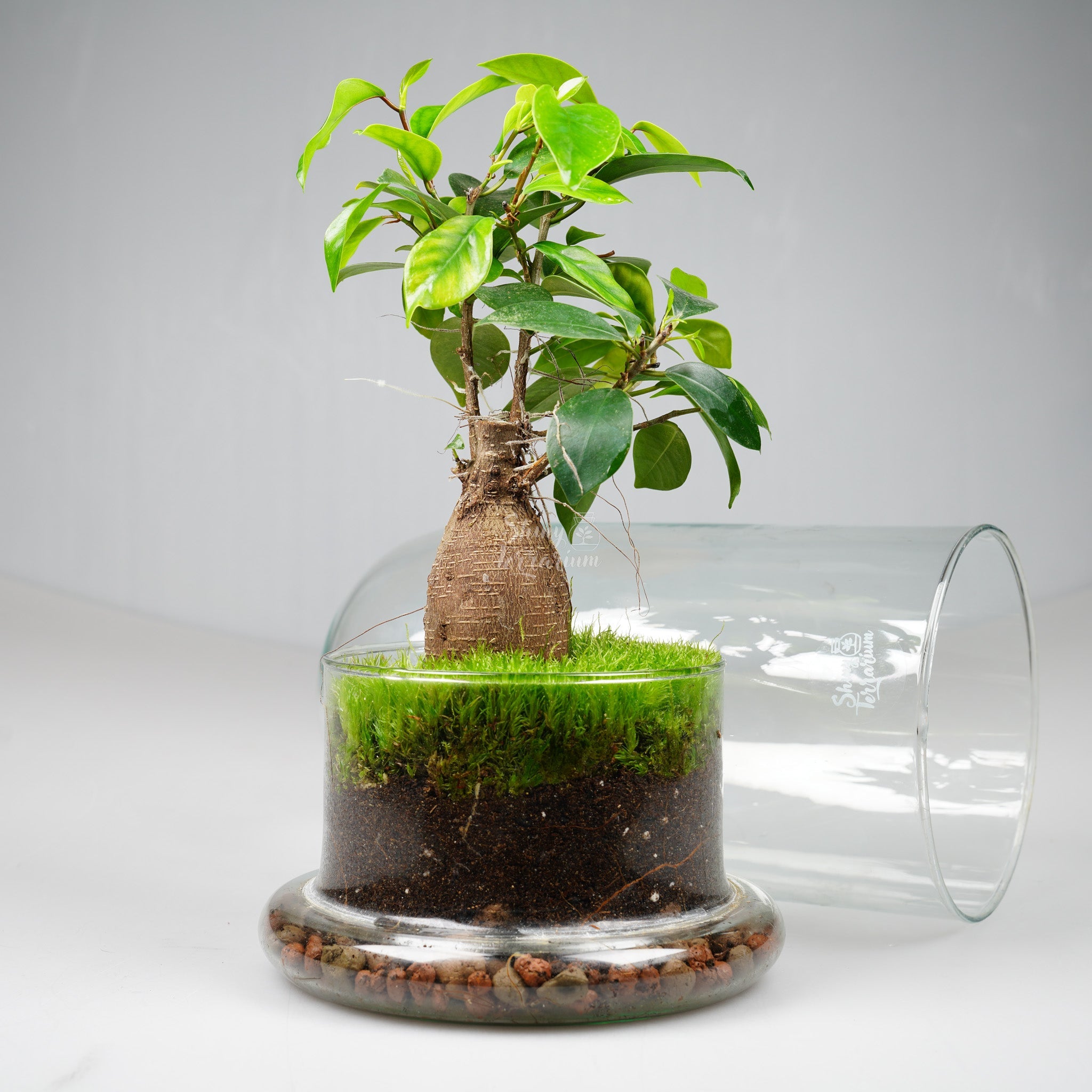 Терариум - Купол Есенция - Shiny Craftshop