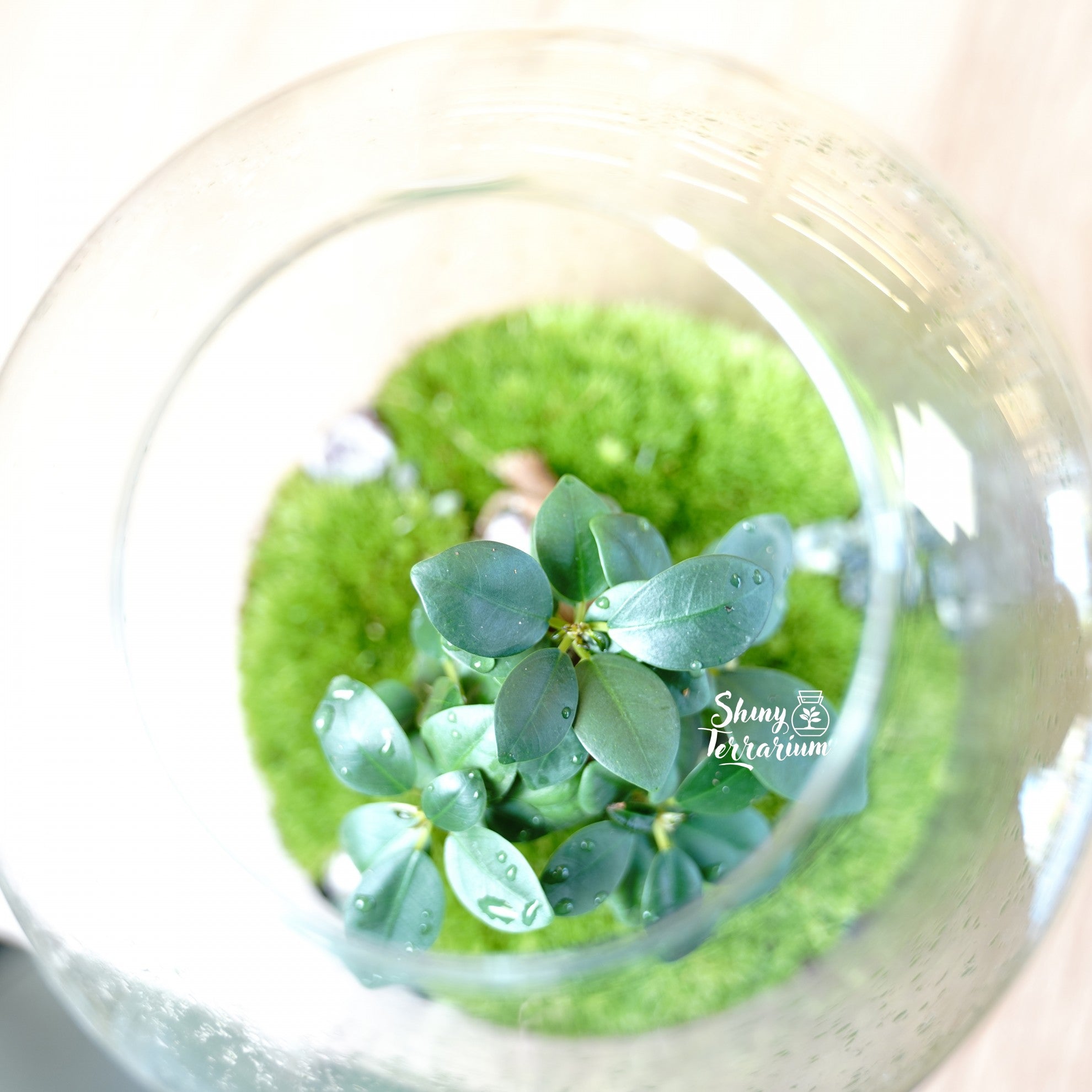 Терариум - Овален Буркан - Shiny Craftshop - Shiny Terrarium