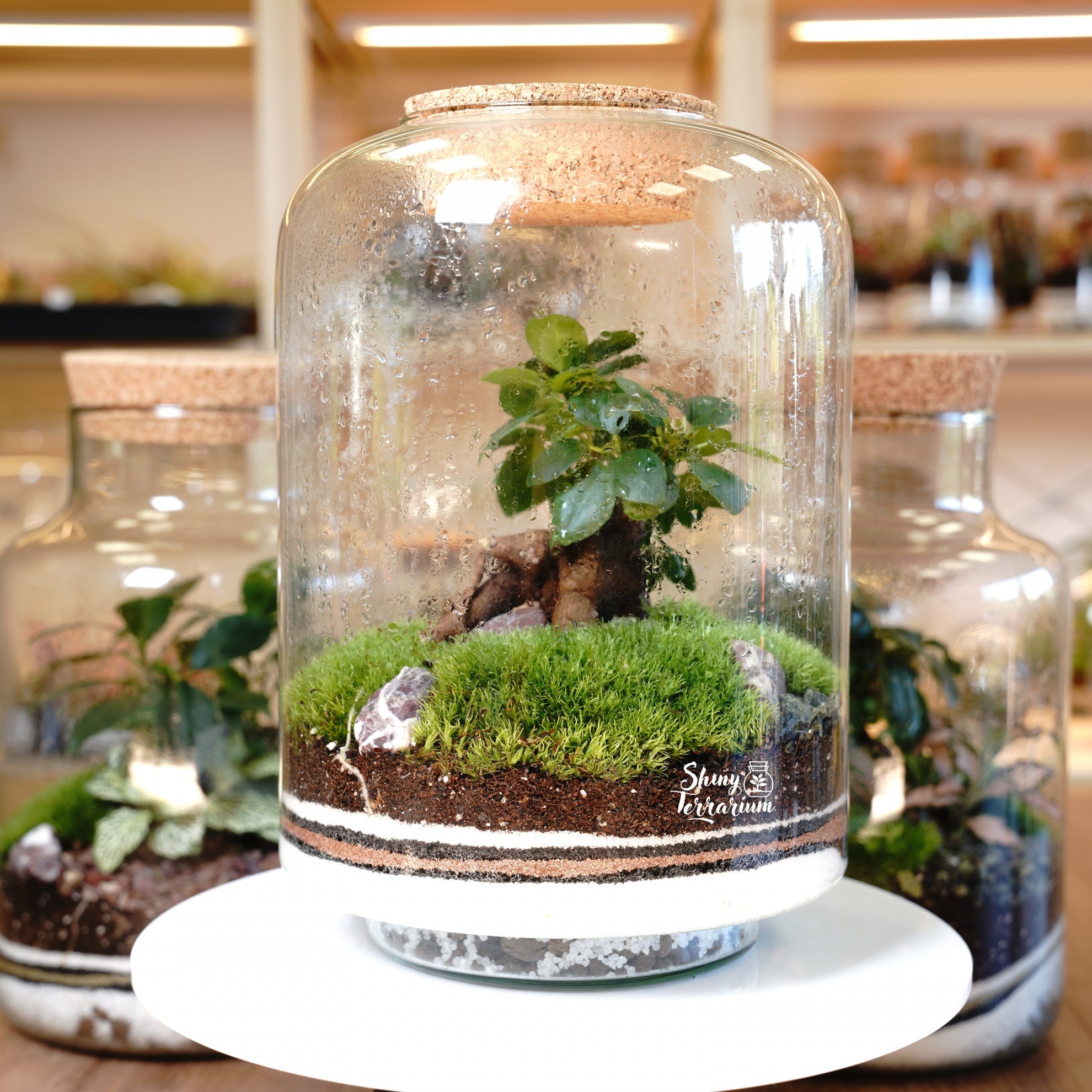 Терариум - Овален Буркан - Shiny Craftshop - Shiny Terrarium