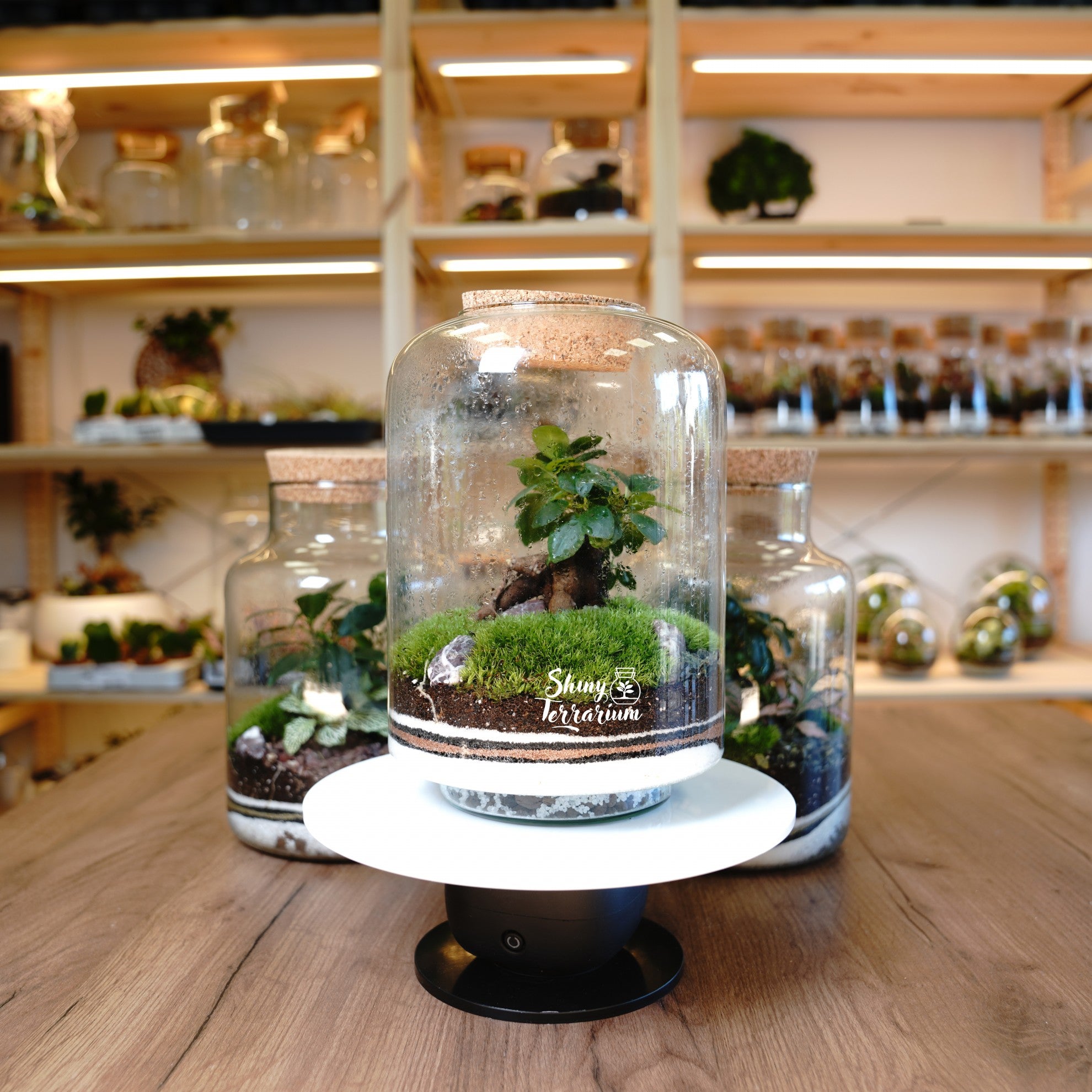 Терариум - Овален Буркан - Shiny Craftshop - Shiny Terrarium