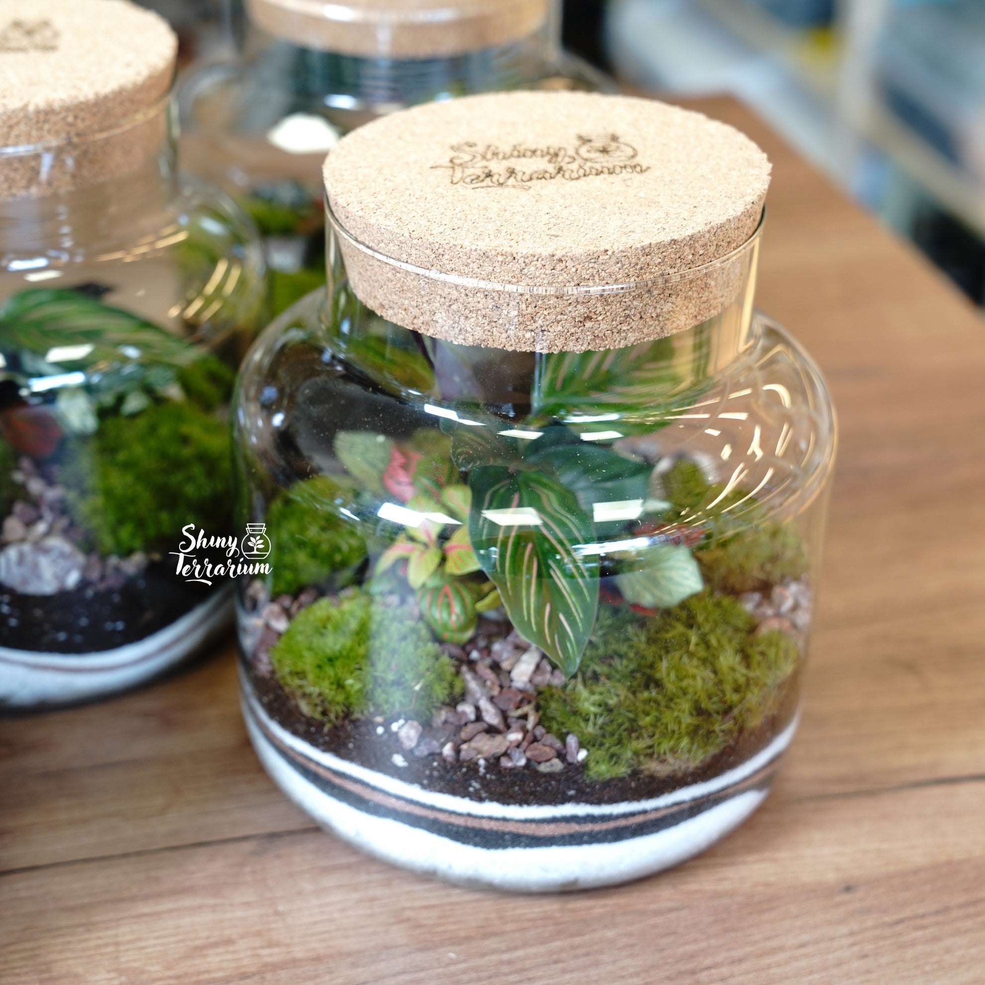 Терариум - Среден Буркан - Shiny Craftshop- Shiny Terrarium