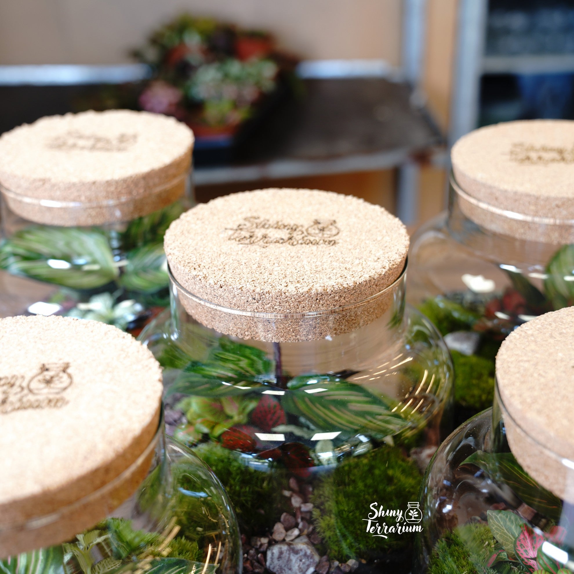 Терариум - Среден Буркан - Shiny Craftshop- Shiny Terrarium