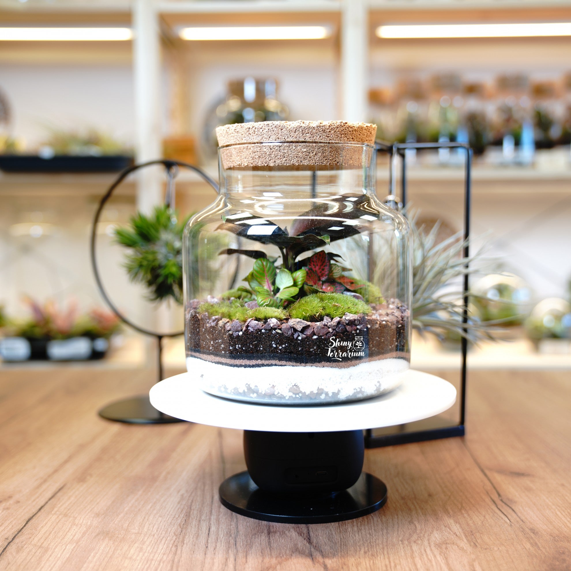 Терариум - Среден Буркан - Shiny Craftshop- Shiny Terrarium