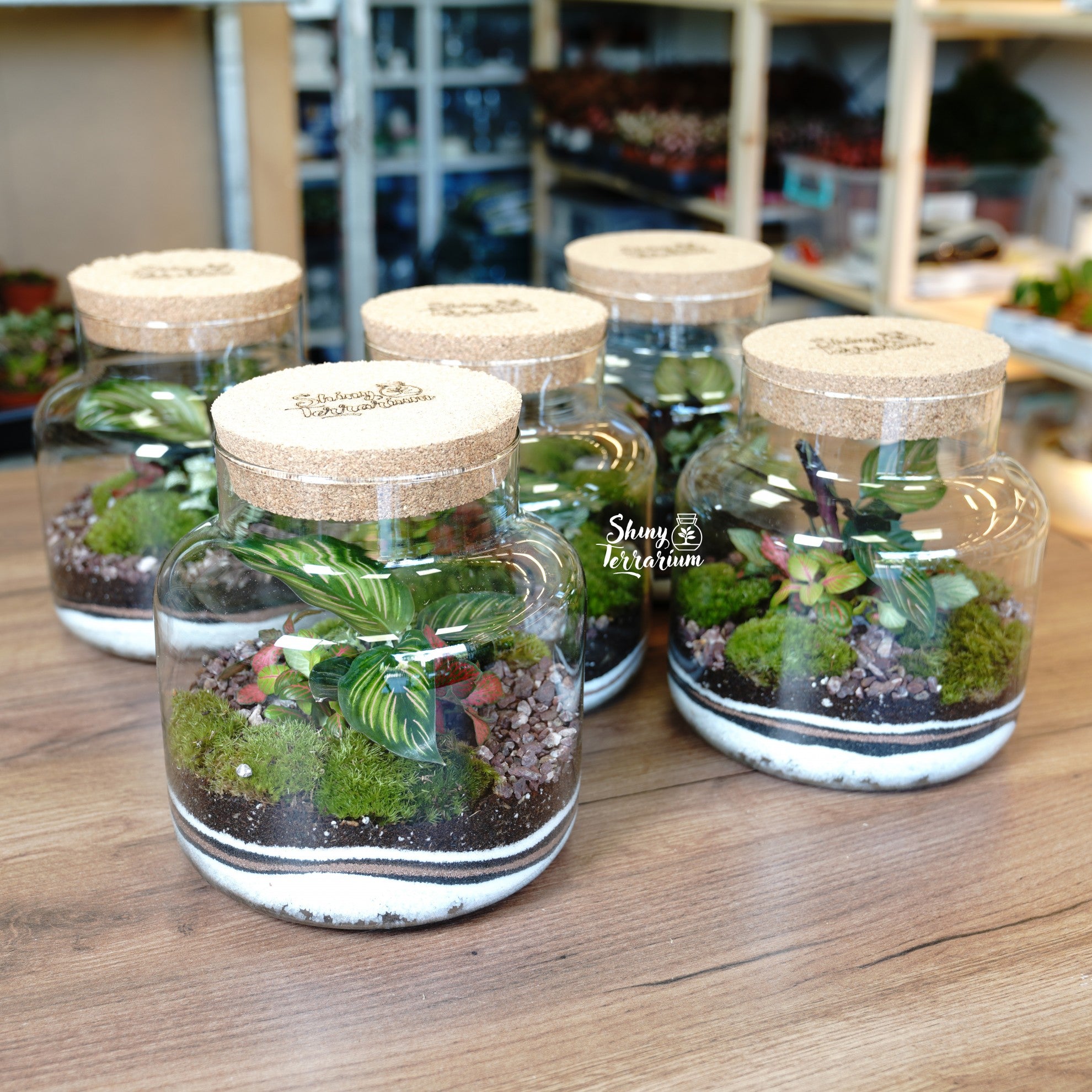 Терариум - Среден Буркан - Shiny Craftshop- Shiny Terrarium