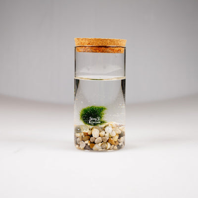 Епруветка - Маримо / Marimo - Shiny Craftshop
