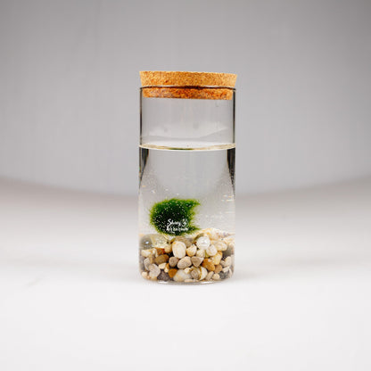 Епруветка - Маримо / Marimo - Shiny Craftshop