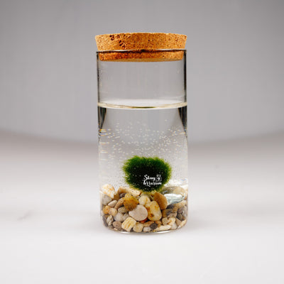 Епруветка - Маримо / Marimo - Shiny Craftshop