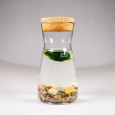Колба - Маримо / Marimo - Shiny Craftshop