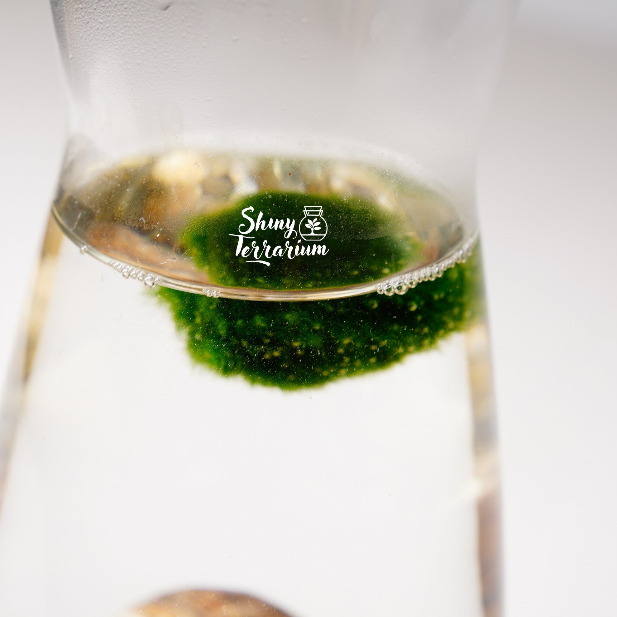 Колба - Маримо / Marimo - Shiny Craftshop