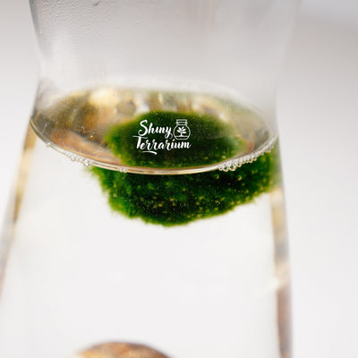 Колба - Маримо / Marimo - Shiny Craftshop