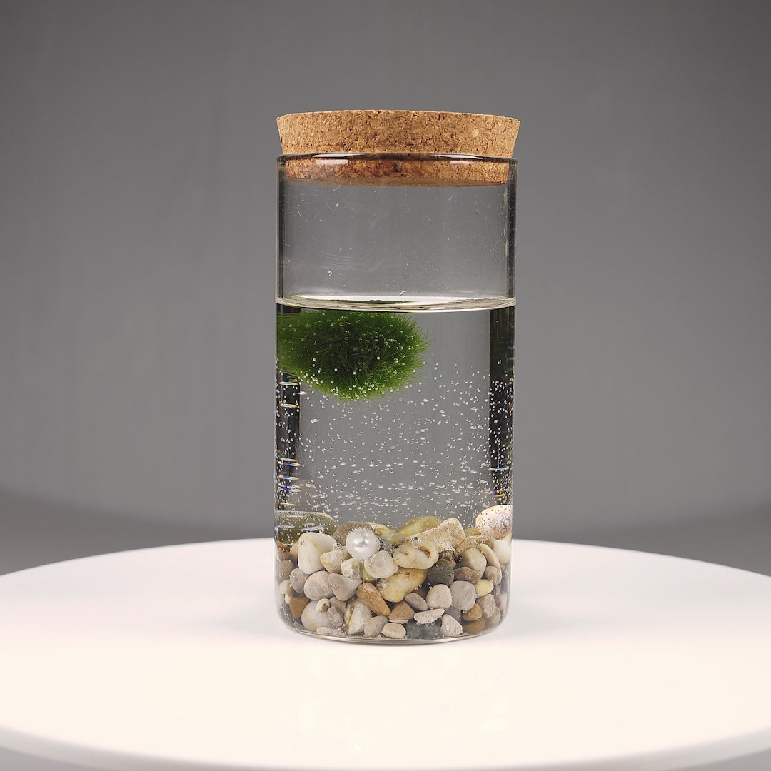 Епруветка - Маримо / Marimo