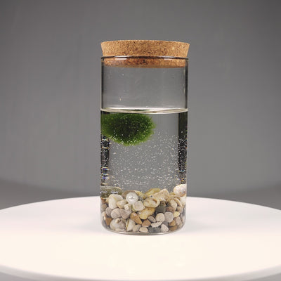 Епруветка - Маримо / Marimo