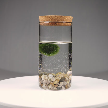 Епруветка - Маримо / Marimo