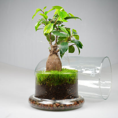 Терариум - Купол Есенция - Shiny Craftshop