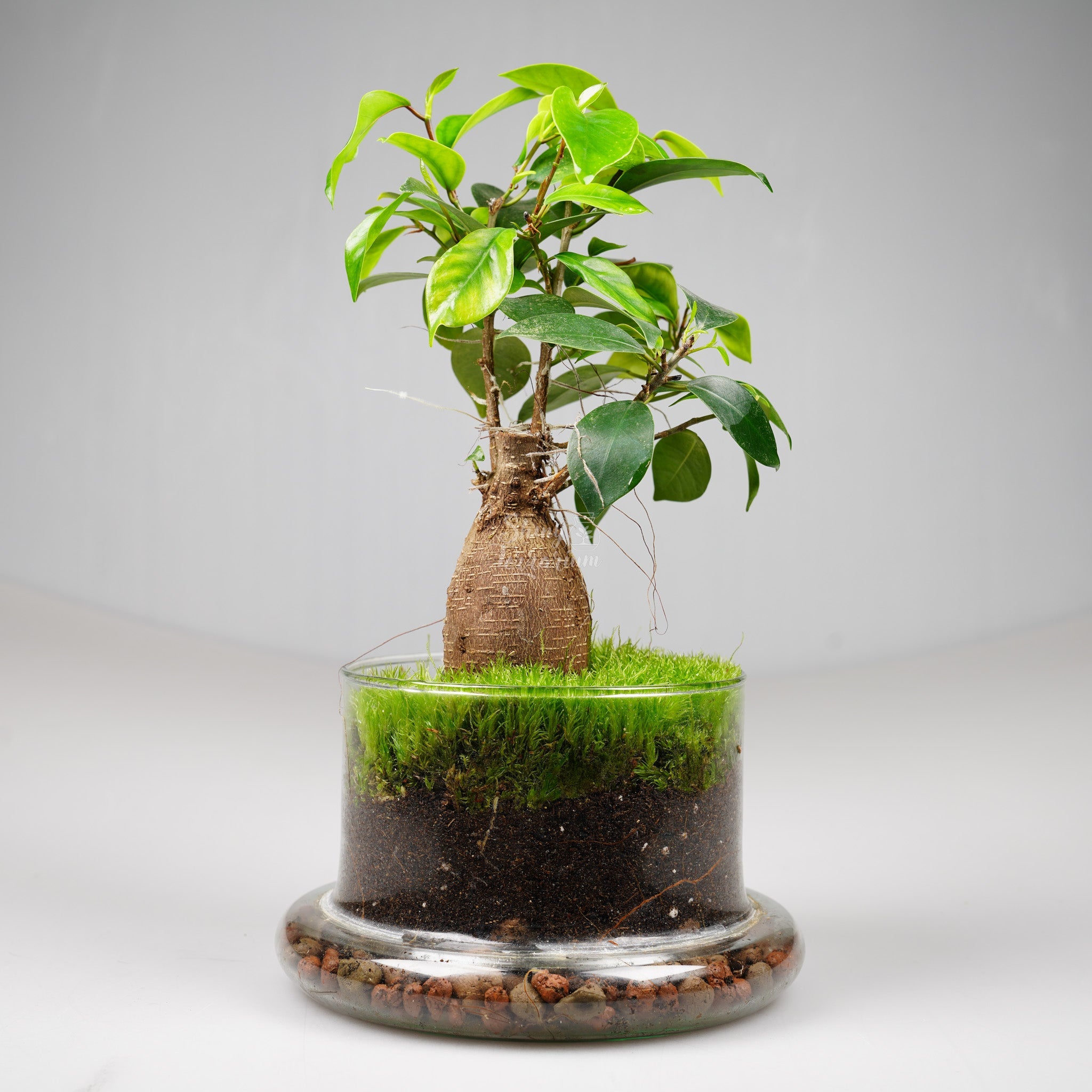 Терариум - Купол Есенция - Shiny Craftshop