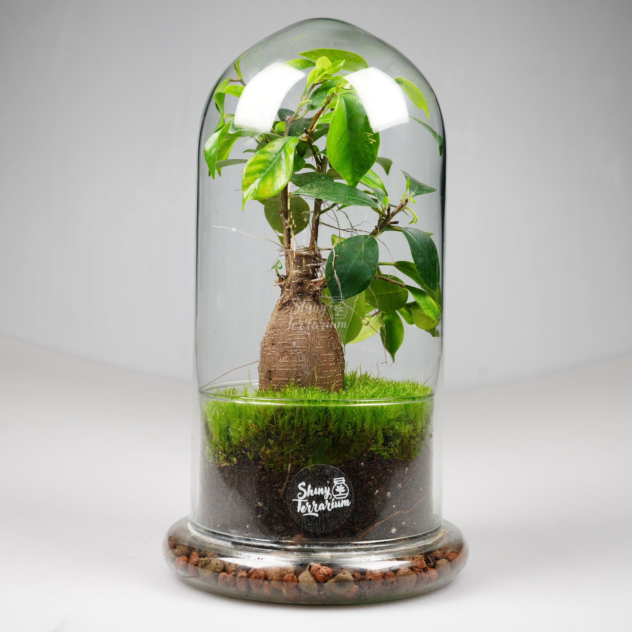 Терариум - Купол Есенция - Shiny Craftshop