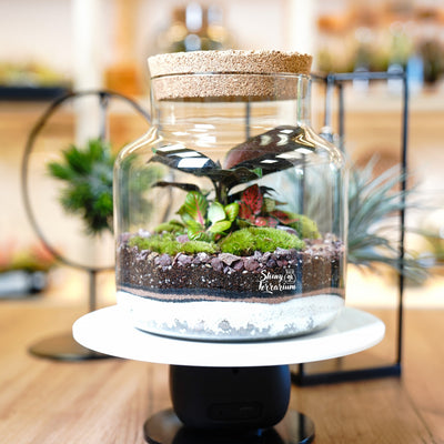 Терариум - Среден Буркан - Shiny Craftshop- Shiny Terrarium